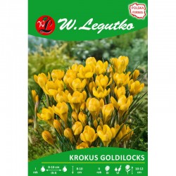 KROKUS GOLDILOCKS 10SZT LEGUTKO