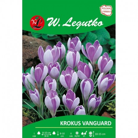 KROKUS VANGUARD 7SZT LEGUTKO